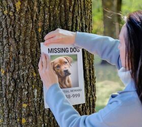 How to Find a Lost Dog