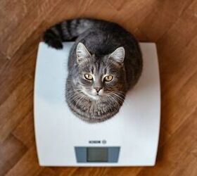 How Can I Help My Cat Lose Weight?