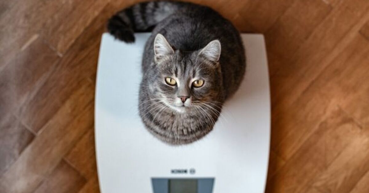 Weight Less Cat How Can I Help My Cat Lose Weight? | PetGuide
