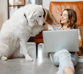 Your Work May Be Stressing Out Your Pet!