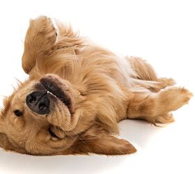 Sound Bathing For Dogs is a Thing