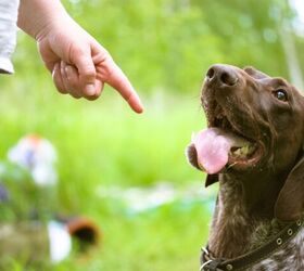 Study Reveals The Best Way to Get a Dog's Attention