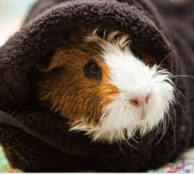 Should You Bathe Your Guinea Pig? A Quick Guide to Guinea Pig Hygiene