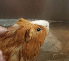 should you bathe your guinea pig a quick guide to guinea pig hygiene, Guinea pig having a bath image via Canva