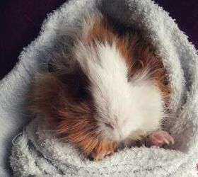 should you bathe your guinea pig a quick guide to guinea pig hygiene, Cozy guinea pig image via Canva