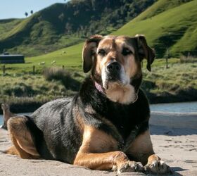 Genetic Research Aims to Improve Health of Working Farm Dogs