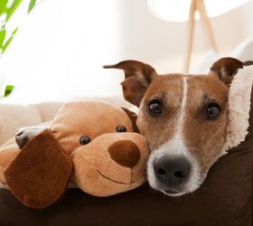 The Best Hacks for Getting a Sick Dog to Eat