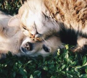 Is a Cat or a Dog the Right Pet for You?