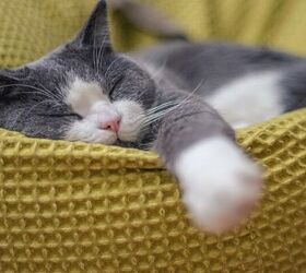 is a cat or a dog the right pet for you, Cat sleeping image via Canva