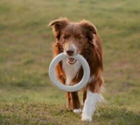 Top 5 Toys That Truly Make Your Dog Happy