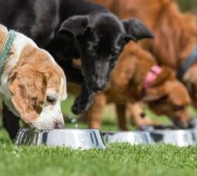 How to Support Local Dog Rescues If You Can't Adopt