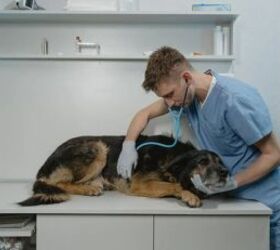 how to support local dog rescues if you can t adopt, Dog with a vet image via Canva