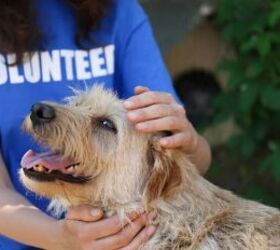 how to support local dog rescues if you can t adopt, Volunteer at dog rescue image via Canva