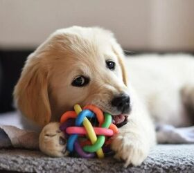 How to Safely Clean Your Dog’s Favorite Toys
