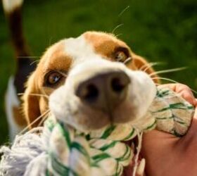 how to safely clean your dogs favorite toys, Dog with rope toy image via Canva