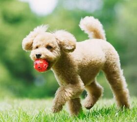 how to safely clean your dogs favorite toys, Dog with a ball image via Canva
