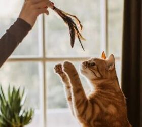 3 Fun DIY Cat Toys You Can Easily Make at Home