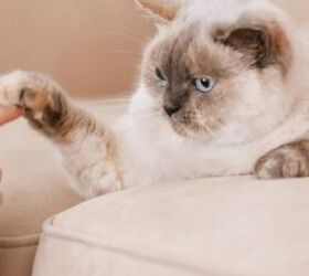 diy cat toys, Cat image via Canva