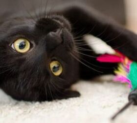 diy cat toys, Cat playing with a feather toy image via Canva
