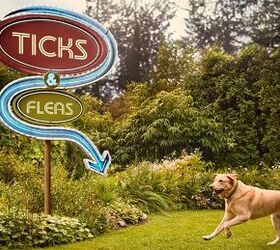 Flea and Tick Season Is Here: How to Protect Your Pets