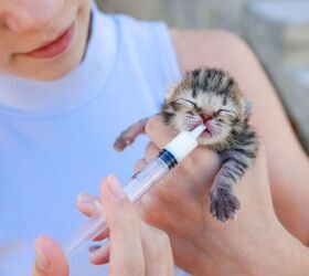 Shelters Seeking Fosters - Could You Help Raise a Newborn Kitten?