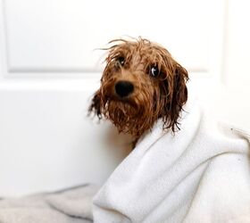 Ice Bucket Challenge for Dogs? Not Funny and Not Safe