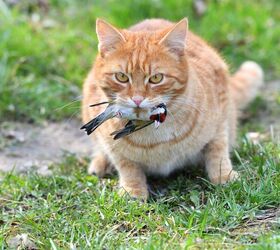 How To Stop Your Cat From Catching Wildlife