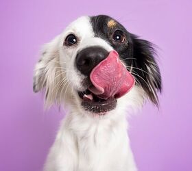 Why Does My Dog Lick Everything?