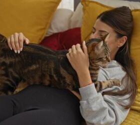 What Does It Mean When My Cat Kneads Me?
