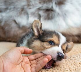 How Do I Stop My Puppy from Biting?