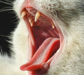 Easy Tips to Help Keep Your Cat’s Teeth Healthy