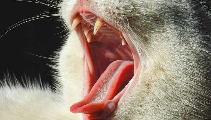 Extra Cat Tooth Easy Tips to Help Keep Your Cat’s Teeth Healthy | PetGuide