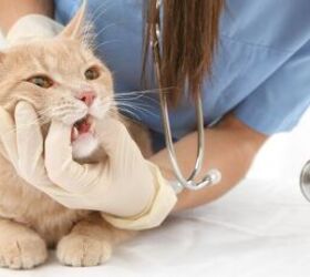 easy tips to help keep your cats teeth healthy, Vet checking cat s teeth image via Canva