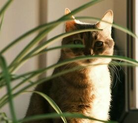 Indoor vs. Outdoor Cats: Weighing up the Pros & Cons