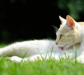 indoor vs outdoor cats weighing up the pros cons, Outdoor cat image via Canva