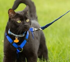 indoor vs outdoor cats weighing up the pros cons, Cat on a leash image via Canva