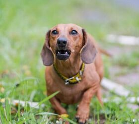 What to Do If Your Dog Is Behaving Aggressively