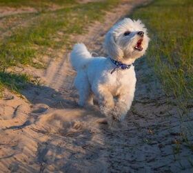 what to do if your dog is behaving aggressively, Dog barking image via Canva