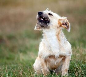 what to do if your dog is behaving aggressively, Barking dog image via Canva