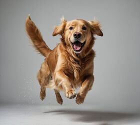 How to Tell If Your Dog is "Contented" Happy... or Just Faking!