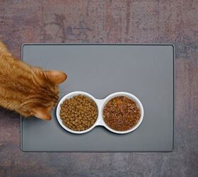 Should I Feed My Cat Wet or Dry Food?