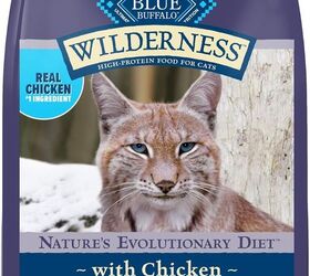 should i feed my cat wet or dry food