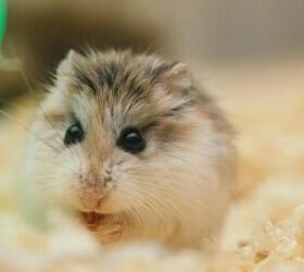 10 Tips and Tricks for Looking After Your First Hamster
