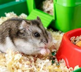 10 tips and tricks for looking after your first hamster, Hamster eating image via Canva