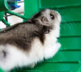 10 tips and tricks for looking after your first hamster, Hamster on a wheel image via Canva