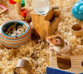 10 tips and tricks for looking after your first hamster, Hamster in cage image via Canva