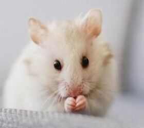10 tips and tricks for looking after your first hamster, Hamster image via Canva