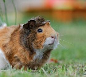5 Foods You Should Never Feed Your Guinea Pig