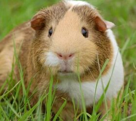 5 foods you should never feed your guinea pig, Guinea pig image via Canva