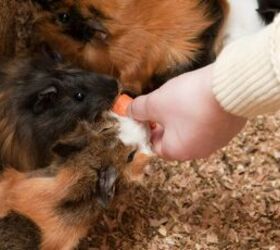 5 foods you should never feed your guinea pig, Guinea pigs eating a carrot image via Canva